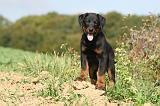 BEAUCERON - PUPPIES 044